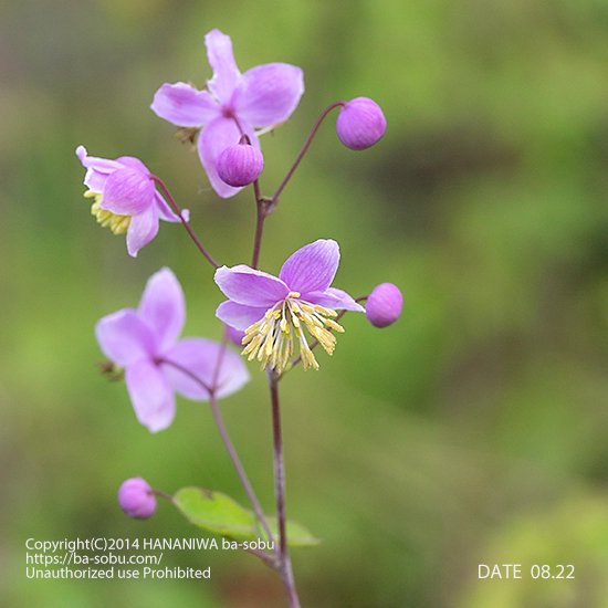 タリクトラム ロッケブルニアナム｜タリクトラム｜花苗、宿根草、輸入苗販売｜花庭ばあそぶ