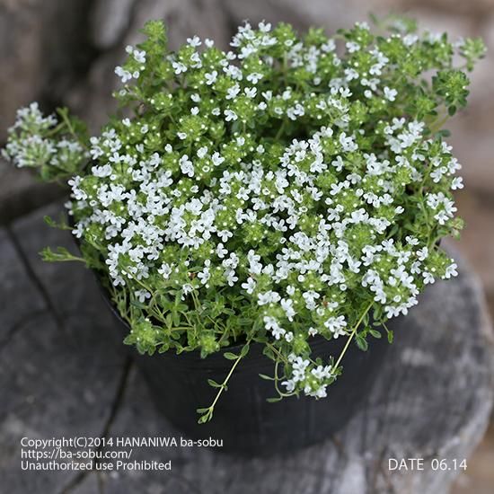 タイム アルビフロルス タイム 花苗 宿根草 輸入苗販売 花庭ばあそぶ タイム アルビフロルス タイム 花苗 宿根草 輸入苗販売 花庭ばあそぶ