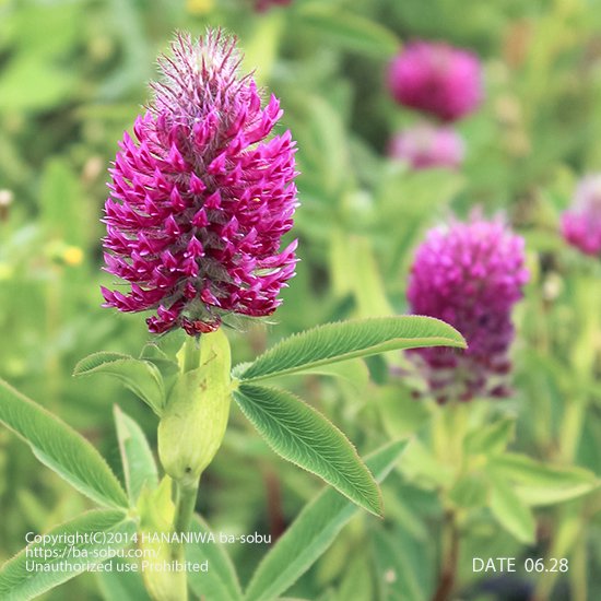 トリフォリウム ルベンス - 花苗、宿根草、輸入苗販売｜花庭ばあそぶ