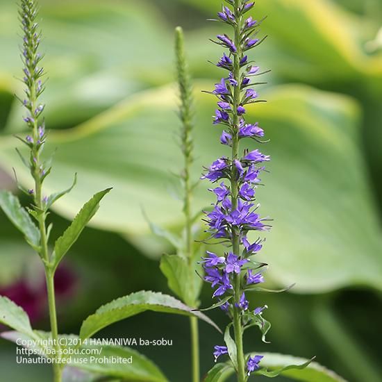 ベロニカ トラノオ 花苗 宿根草 輸入苗販売 花庭ばあそぶ