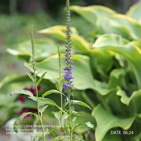 ベロニカ トラノオ 花苗 宿根草 輸入苗販売 花庭ばあそぶ ベロニカ トラノオ 花苗 宿根草 輸入苗販売 花庭ばあそぶ