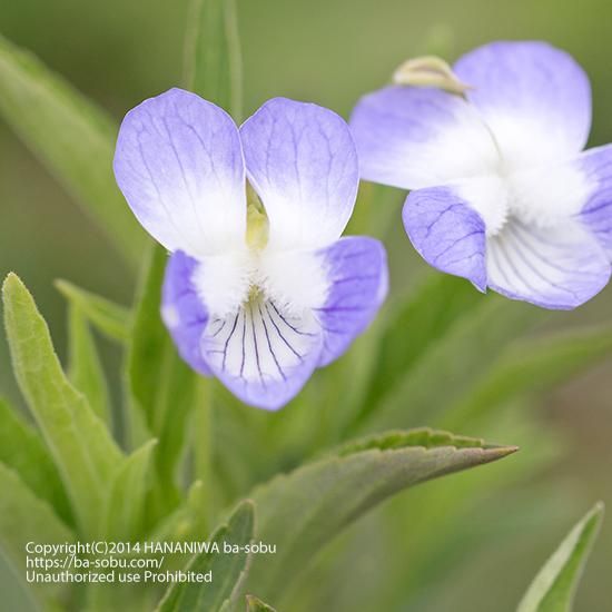 ビオラ エラティオル ビオラ 花苗 宿根草 輸入苗販売 花庭ばあそぶ