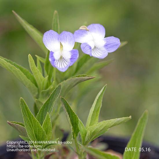 ビオラ エラティオル ビオラ 花苗 宿根草 輸入苗販売 花庭ばあそぶ ビオラ エラティオル ビオラ 花苗 宿根草 輸入苗販売 花庭ばあそぶ