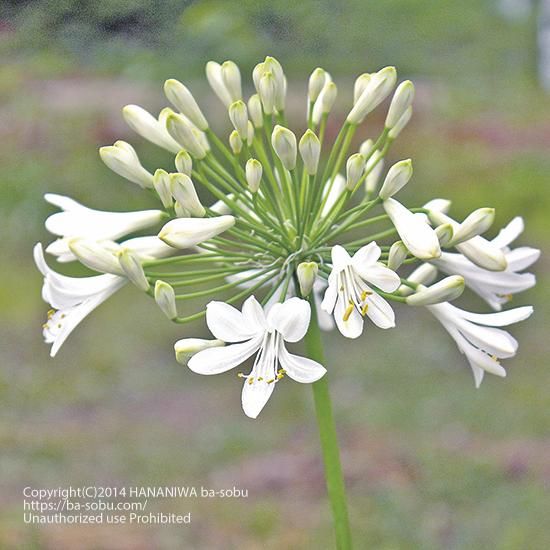 アガパンサス 花苗 宿根草 輸入苗販売 花庭ばあそぶ