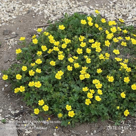 ポテンティラ ベルナ ポテンティラ 花苗 宿根草 輸入苗販売 花庭ばあそぶ ポテンティラ ベルナ ポテンティラ 花苗 宿根草 輸入苗販売 花庭ばあそぶ