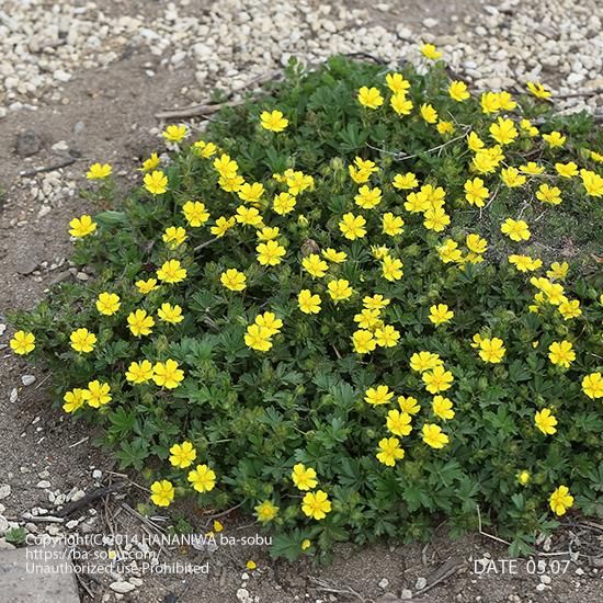 ポテンティラ ベルナ ポテンティラ 花苗 宿根草 輸入苗販売 花庭ばあそぶ