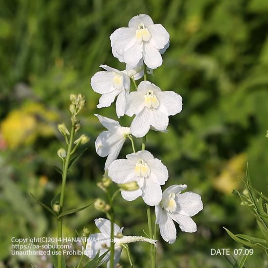 画像をダウンロード デルフィニウム 花