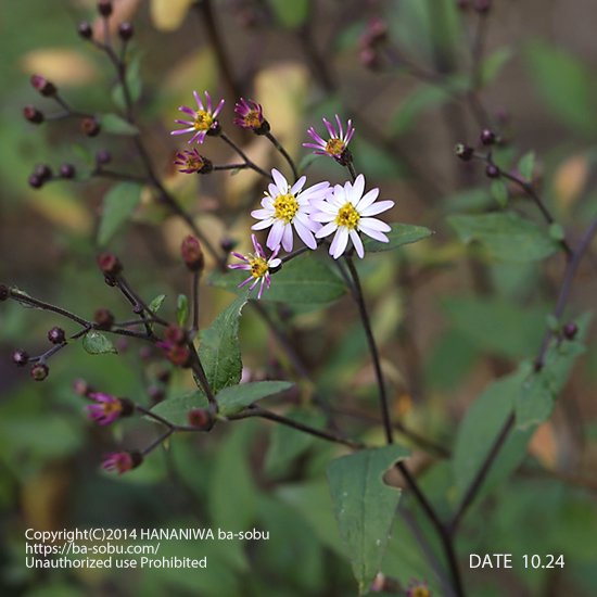 キヨスミシラヤマギク（清澄白山菊）｜アスター｜花苗、宿根草、輸入苗