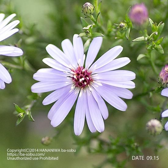 アスター リトルカーロウ アスター 花苗 宿根草 輸入苗販売 花庭ばあそぶ