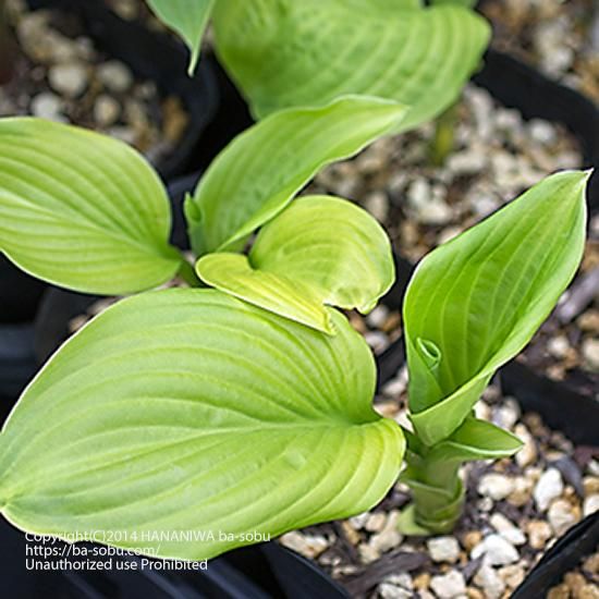 ギボウシ ステンド グラス ギボウシ カラーリーフ 花苗 宿根草 輸入苗販売 花庭ばあそぶ ギボウシ ステンド グラス ギボウシ カラーリーフ 花苗 宿根草 輸入苗販売 花庭ばあそぶ