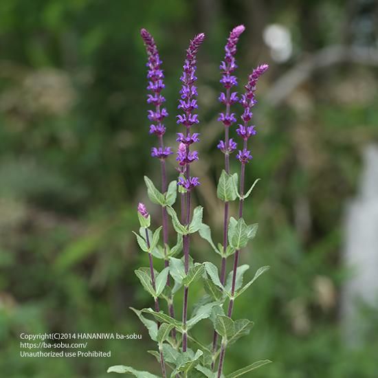 サルビア カラドンナ サルビア 花苗 宿根草 輸入苗販売 花庭ばあそぶ