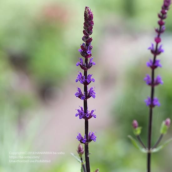 サルビア カラドンナ サルビア 花苗 宿根草 輸入苗販売 花庭ばあそぶ