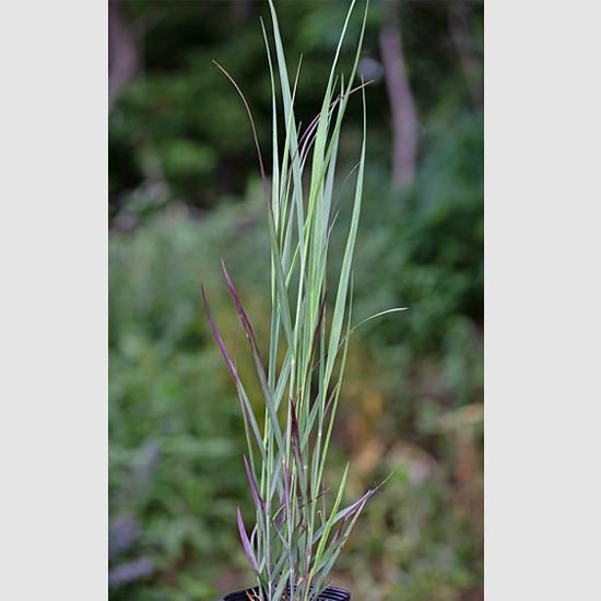 パニカム 宿根草 輸入苗販売 花庭ばあそぶ パニカム 宿根草 輸入苗販売 花庭ばあそぶ