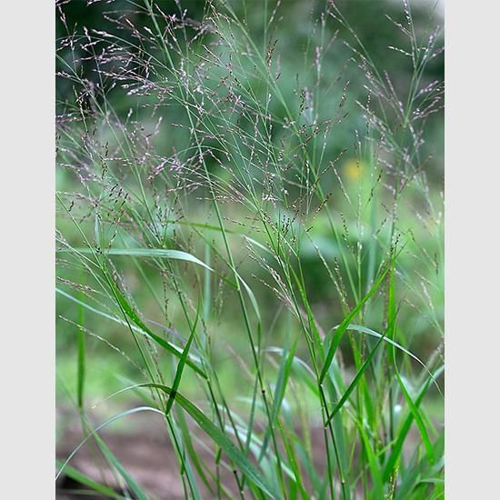 パニカム 宿根草 輸入苗販売 花庭ばあそぶ