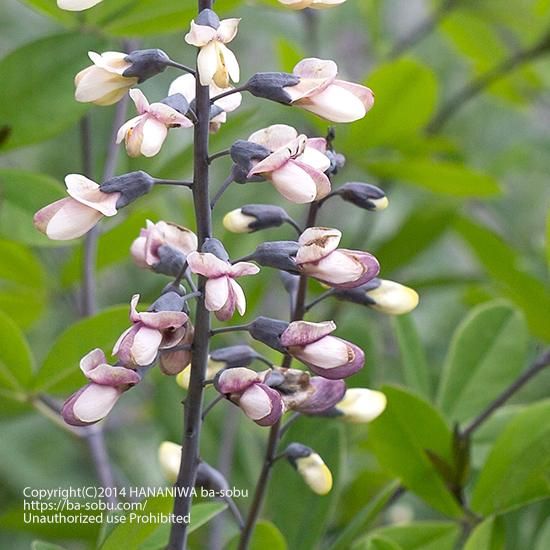 センダイハギ（仙台萩） - 宿根草・輸入苗販売｜花庭ばあそぶ