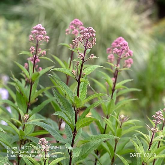 ユーパトリウム 花苗 宿根草 輸入苗販売 花庭ばあそぶ