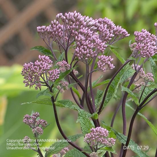 ユーパトリウム 花苗 宿根草 輸入苗販売 花庭ばあそぶ ユーパトリウム 花苗 宿根草 輸入苗販売 花庭ばあそぶ