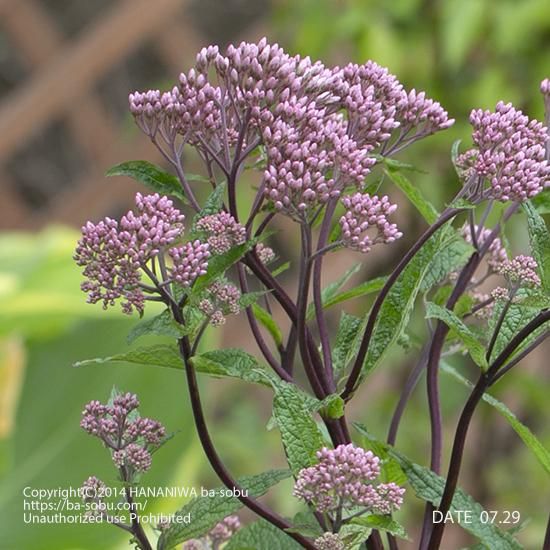 ヤ行 ヤユヨ 花苗 宿根草 輸入苗販売 花庭ばあそぶ