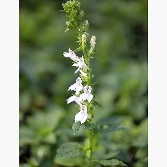 ロベリア シフィリチカ アルバ ロベリア 花苗 宿根草 輸入苗販売 花庭ばあそぶ ロベリア シフィリチカ アルバ ロベリア 花苗 宿根草 輸入苗販売 花庭ばあそぶ