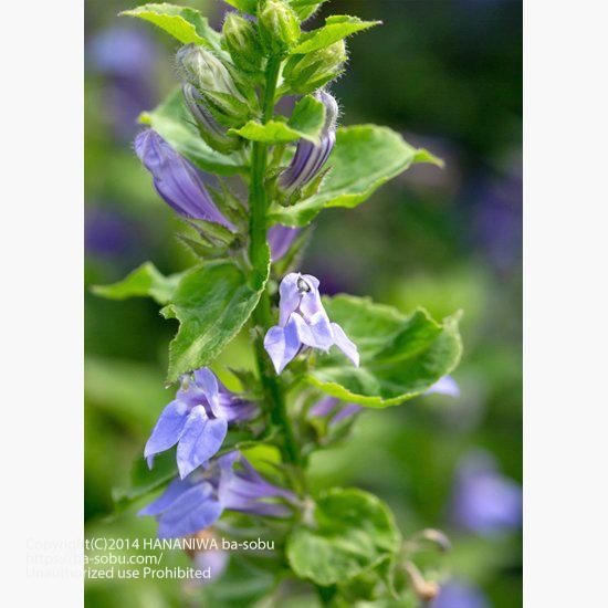 すべての花の画像 ベスト50 ロベリア ブルー