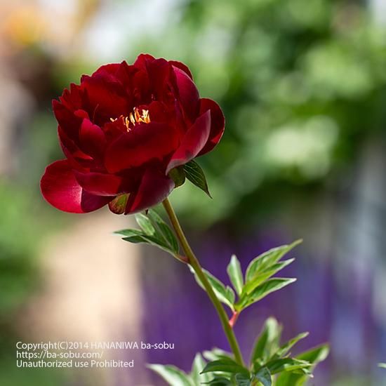 シャクヤク 花苗 宿根草 輸入苗販売 花庭ばあそぶ シャクヤク 花苗 宿根草 輸入苗販売 花庭ばあそぶ