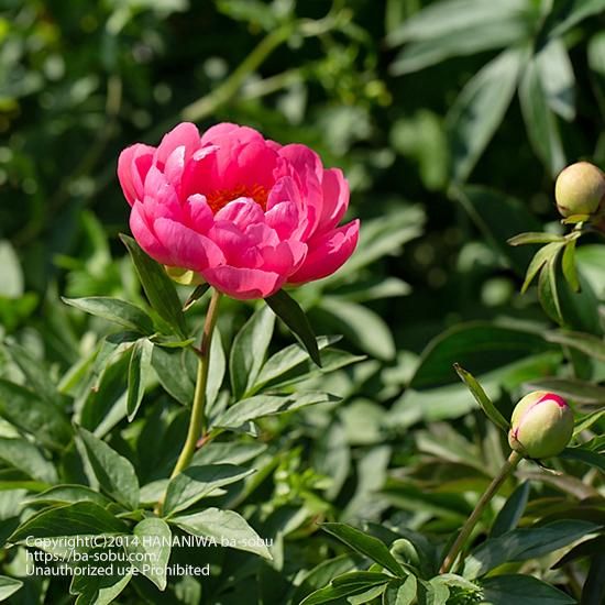 シャクヤク ポーラ フェイ パエオニア シャクヤク パエオニア 花苗 宿根草 輸入苗販売 花庭ばあそぶ