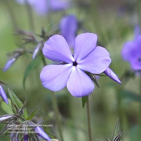 フロックス ブルー ムーン フロックス 花苗 宿根草 輸入苗販売 花庭ばあそぶ