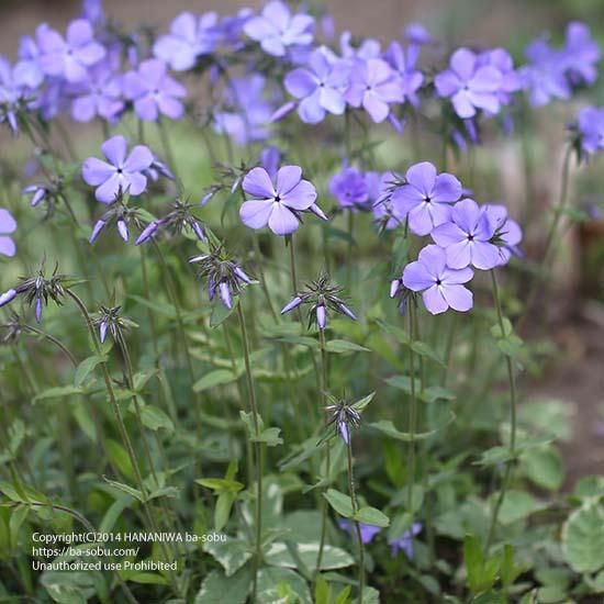 フロックス 花苗 宿根草 輸入苗販売 花庭ばあそぶ