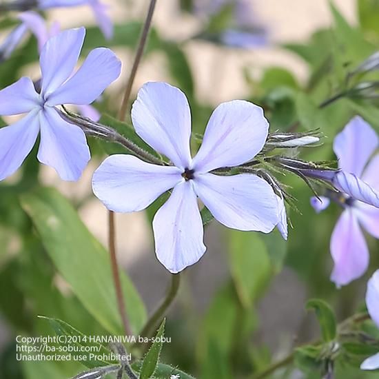 フロックス 花苗 宿根草 輸入苗販売 花庭ばあそぶ