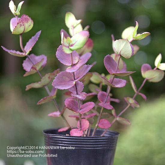 セダム ウッスリエンセ セダム 多肉植物 花庭ばあそぶ