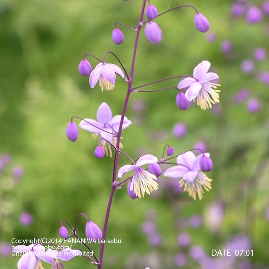 タリクトラム デラバイ ｜タリクトラム｜花苗、宿根草、輸入苗販売｜花庭ばあそぶ