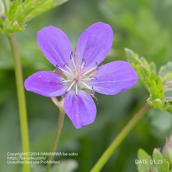 ゲラニウム メイフラワー ゲラニューム ゲラニウム 花苗 宿根草 輸入苗販売 花庭ばあそぶ