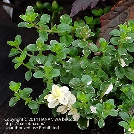 フォックスリータイム タイム 花苗 宿根草 輸入苗販売 花庭ばあそぶ フォックスリータイム タイム 花苗 宿根草 輸入苗販売 花庭ばあそぶ