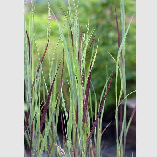 心に強く訴えるパニカム 花 すべての美しい花の画像