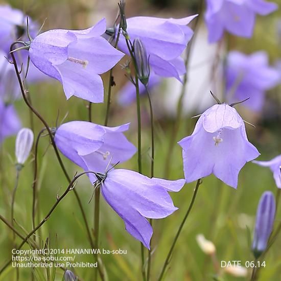 カンパニュラ ロツンディフォリア カンパニュラ 花苗 宿根草 輸入苗販売 花庭ばあそぶ