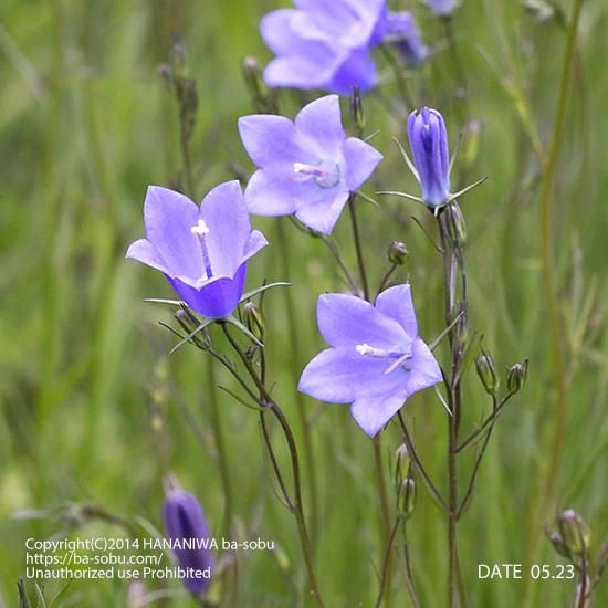 カンパニュラ ロツンディフォリア カンパニュラ 花苗 宿根草 輸入苗販売 花庭ばあそぶ カンパニュラ ロツンディフォリア カンパニュラ 花苗 宿根草 輸入苗販売 花庭ばあそぶ
