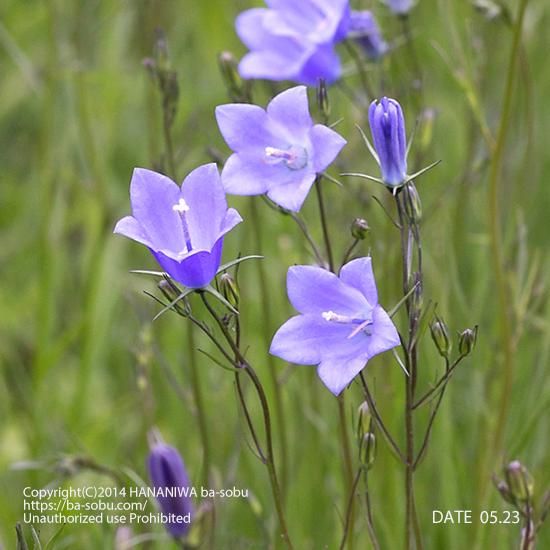 カンパニュラ ロツンディフォリア カンパニュラ 花苗 宿根草 輸入苗販売 花庭ばあそぶ