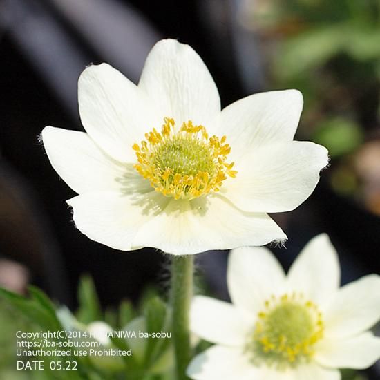 アネモネ 花苗 宿根草 輸入苗販売 花庭ばあそぶ アネモネ 花苗 宿根草 輸入苗販売 花庭ばあそぶ