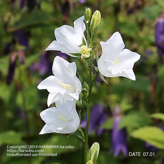 カンパニュラ パーシフォリア グランディフロラ アルバ カンパニュラ 花苗 宿根草 輸入苗販売 花庭ばあそぶ カンパニュラ パーシフォリア グランディフロラ アルバ カンパニュラ 花苗 宿根草 輸入苗販売 花庭ばあそぶ