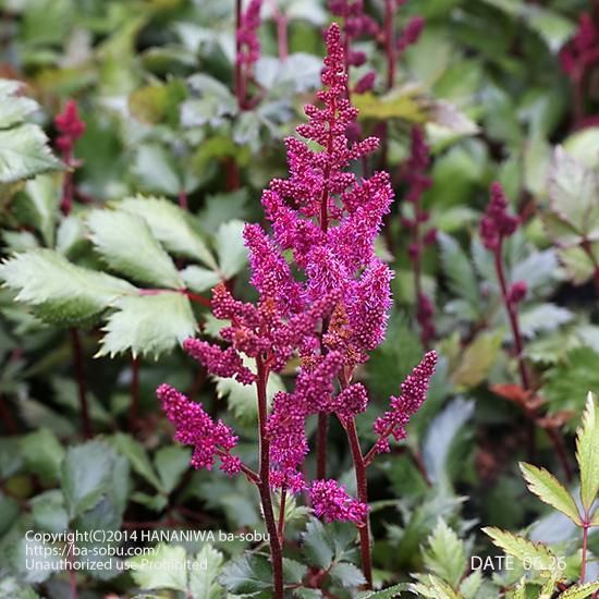 アスチルベ ビジョン イン レッド アスチルベ 花苗 宿根草 輸入苗販売 花庭ばあそぶ