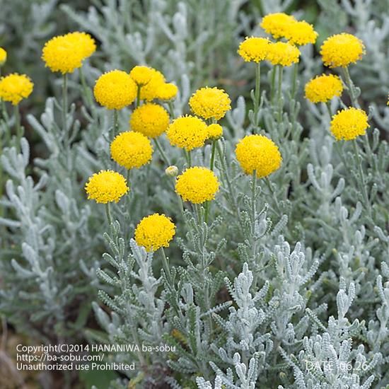 サントリナ カマエキパリッスス サントリナ 花苗 宿根草 輸入苗販売 花庭ばあそぶ