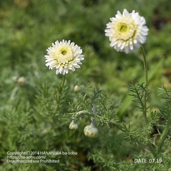 ダブルフラワー カモミール カモミール ハーブ 花苗 宿根草 輸入苗販売 花庭ばあそぶ