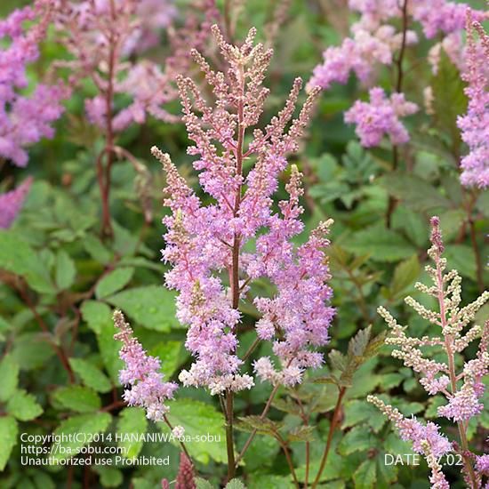 アスチルベ アレンジー ネモ アスチルベ 花苗 宿根草 輸入苗販売 花庭ばあそぶ