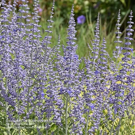 ロシアンセージ リトル スパイア ロシアンセージ 花苗 宿根草 輸入苗販売 花庭ばあそぶ