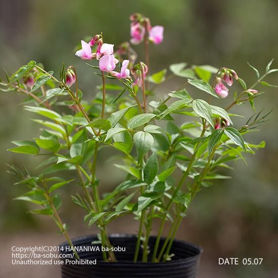 季節の花 花色から探す - 花苗、宿根草、輸入苗販売|花庭ばあそぶ 季節の花 花色から探す - 花苗、宿根草、輸入苗販売|花庭ばあそぶ