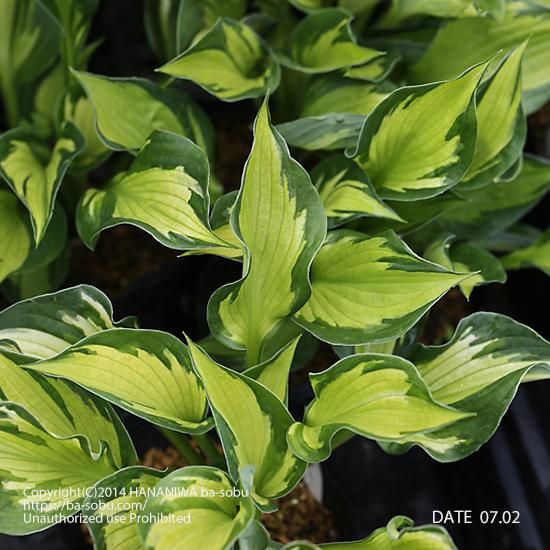 ギボウシ ファールウインド ギボウシ カラーリーフ 花苗 宿根草 輸入苗販売 花庭ばあそぶ ギボウシ ファールウインド ギボウシ カラーリーフ 花苗 宿根草 輸入苗販売 花庭ばあそぶ