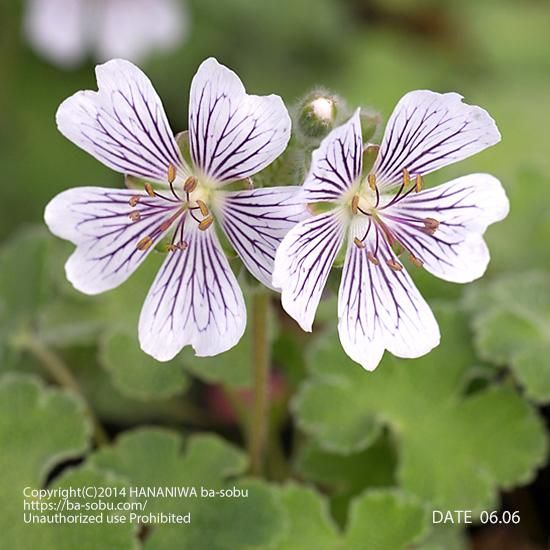 ゲラニウム 花苗 宿根草 輸入苗販売 花庭ばあそぶ