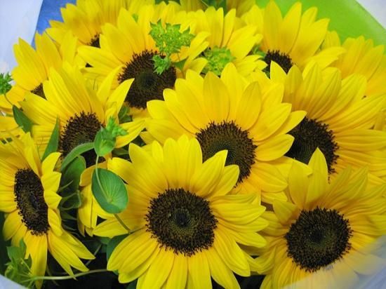 ひまわり 生花】ひまわり(オレンジ) 品種おまかせ【60cm/長野県】｜Flower Smith