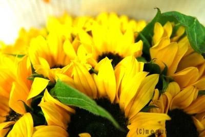 ひまわり30本の花束｜名古屋の花屋 めぐみこ
