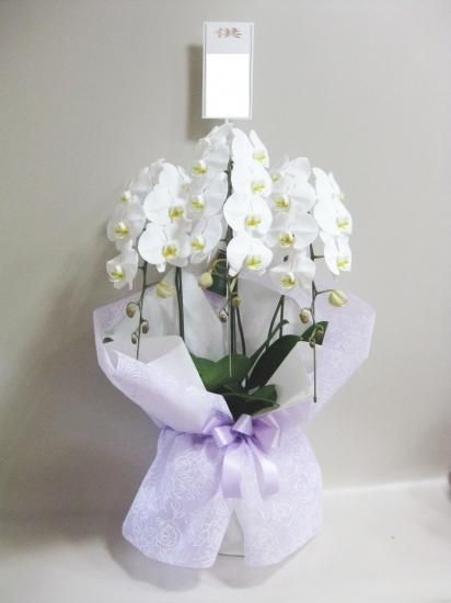 胡蝶蘭 お供え 名古屋 花屋 めぐみこ 胡蝶蘭 お供え 名古屋 花屋 めぐみこ